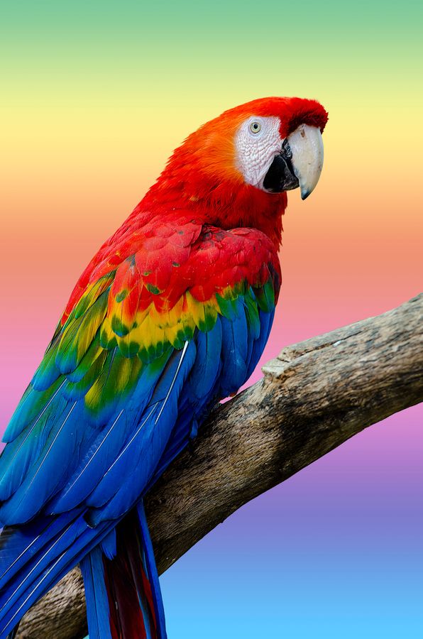 Detail Images Of Colorful Parrots Nomer 4