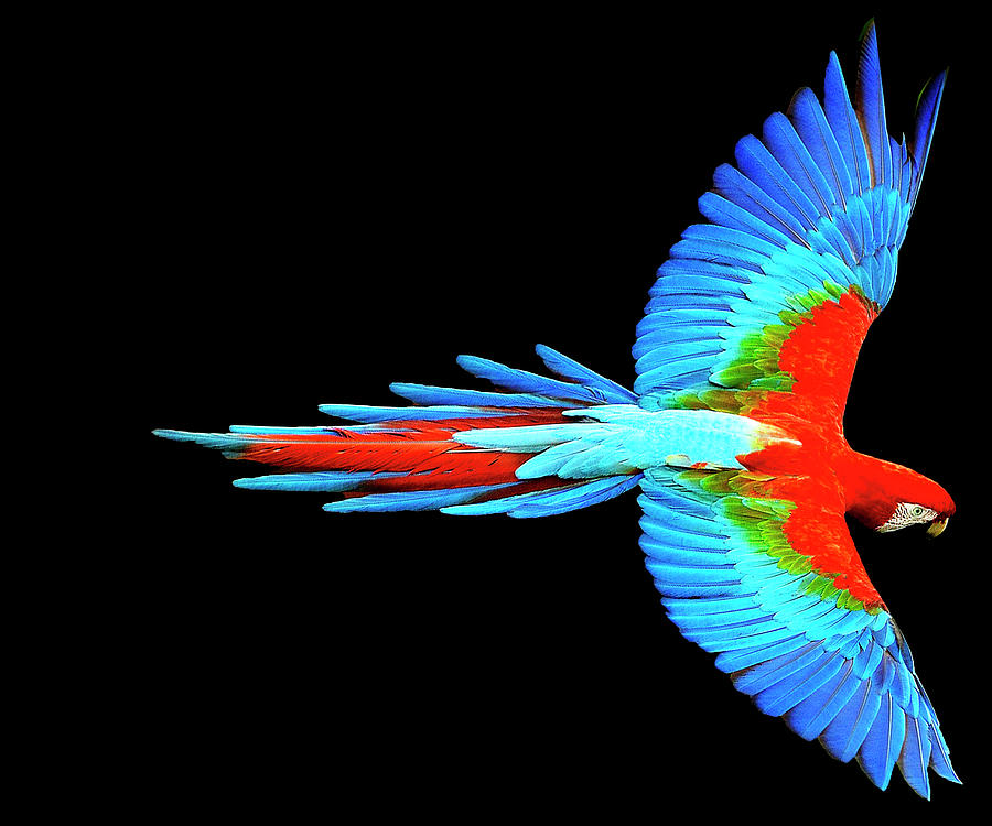 Detail Images Of Colorful Parrots Nomer 30