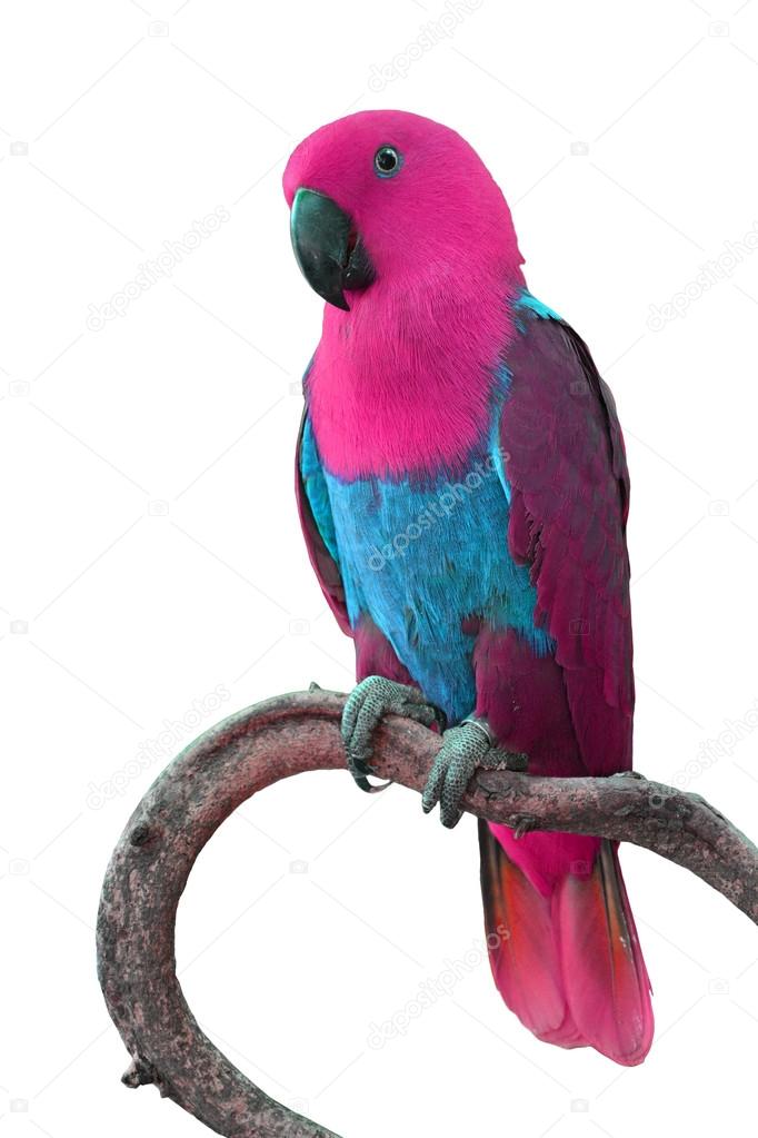 Detail Images Of Colorful Parrots Nomer 37