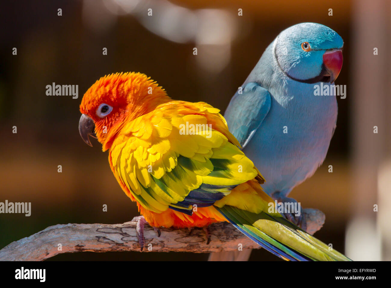 Detail Images Of Colorful Parrots Nomer 49