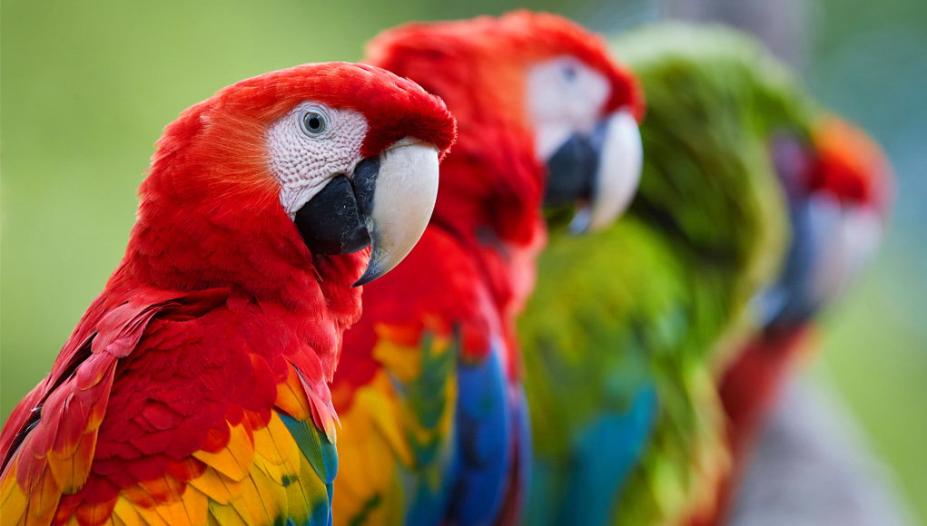 Detail Images Of Colorful Parrots Nomer 50