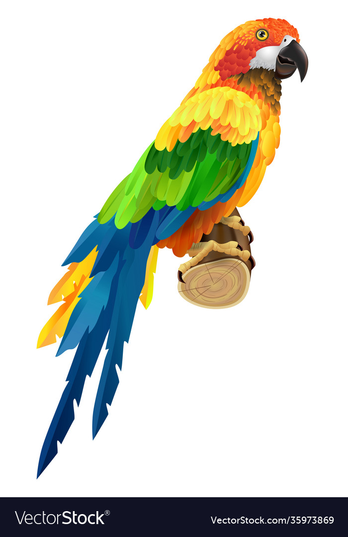Detail Images Of Colorful Parrots Nomer 9