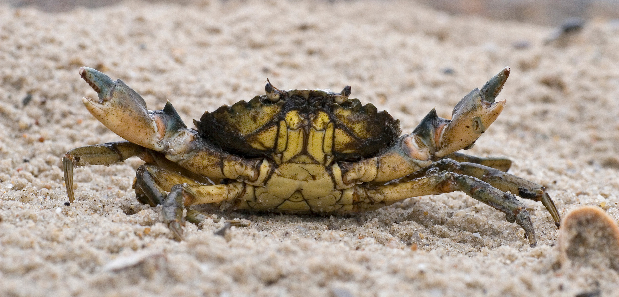 Detail Images Of Crabs Nomer 14