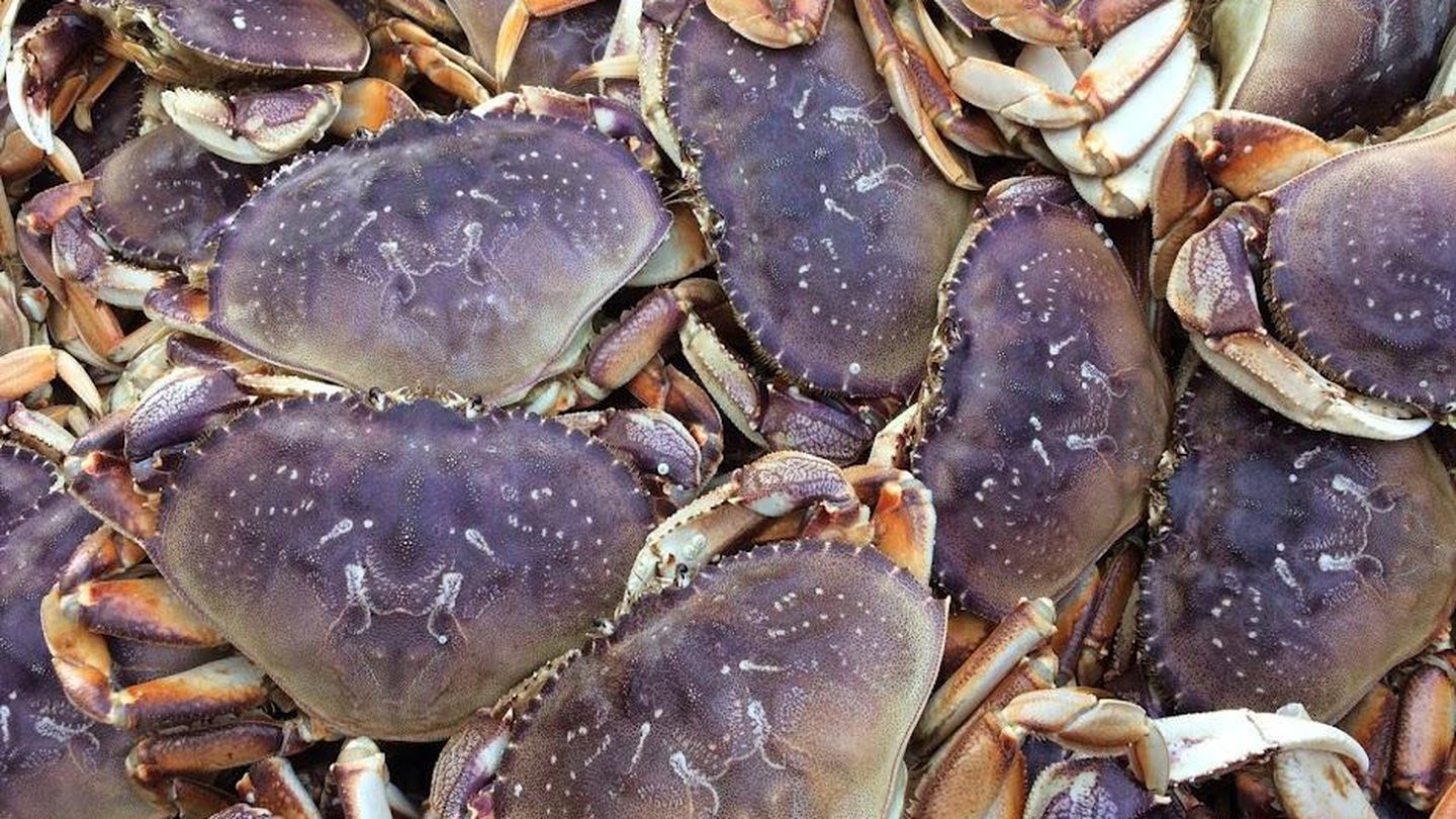 Detail Images Of Crabs Nomer 30