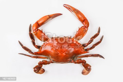 Detail Images Of Crabs Nomer 32