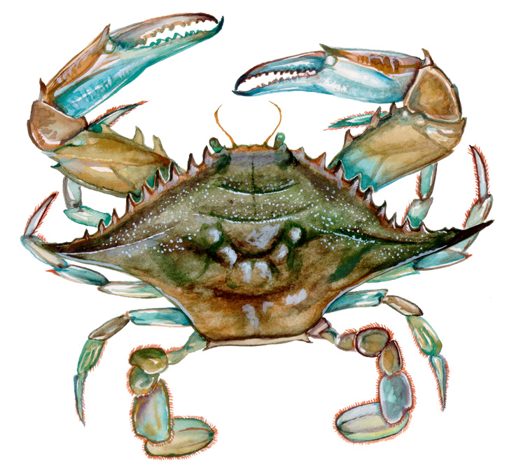 Detail Images Of Crabs Nomer 38
