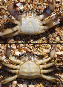 Detail Images Of Crabs Nomer 47