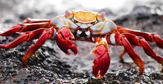 Detail Images Of Crabs Nomer 51