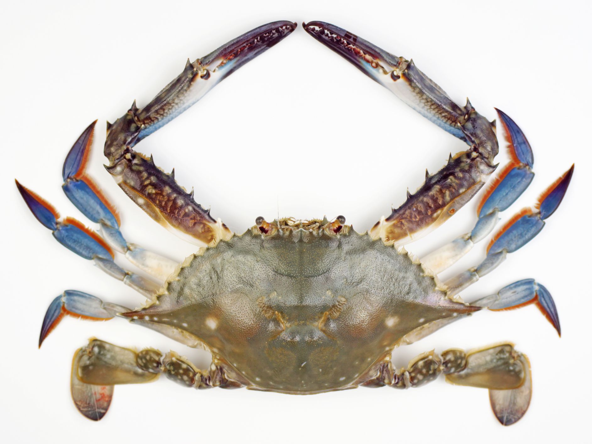 Detail Images Of Crabs Nomer 57