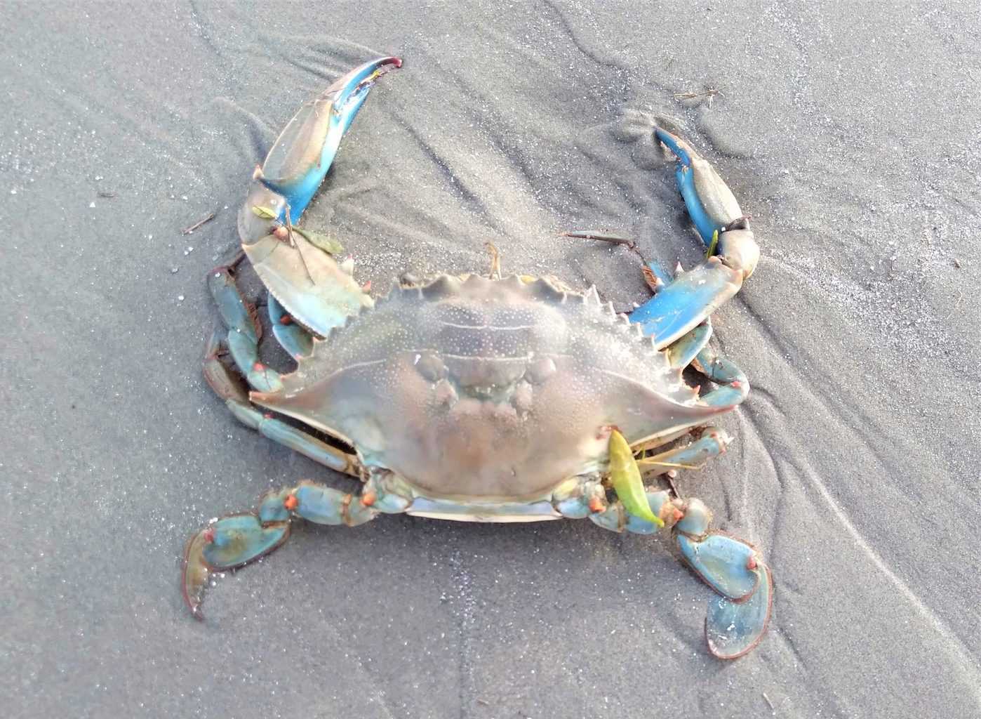 Detail Images Of Crabs Nomer 7