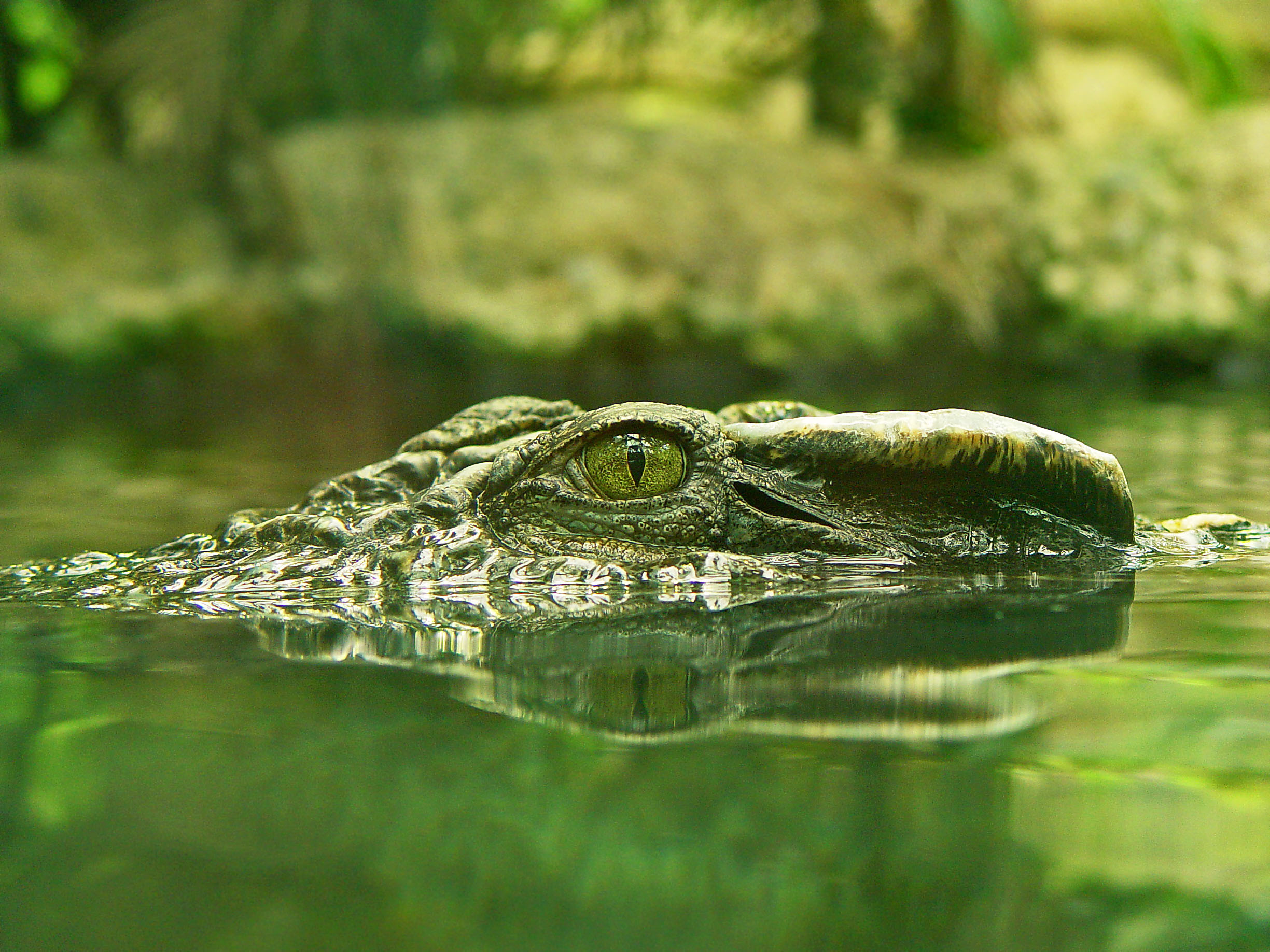 Detail Images Of Crocodile Nomer 29