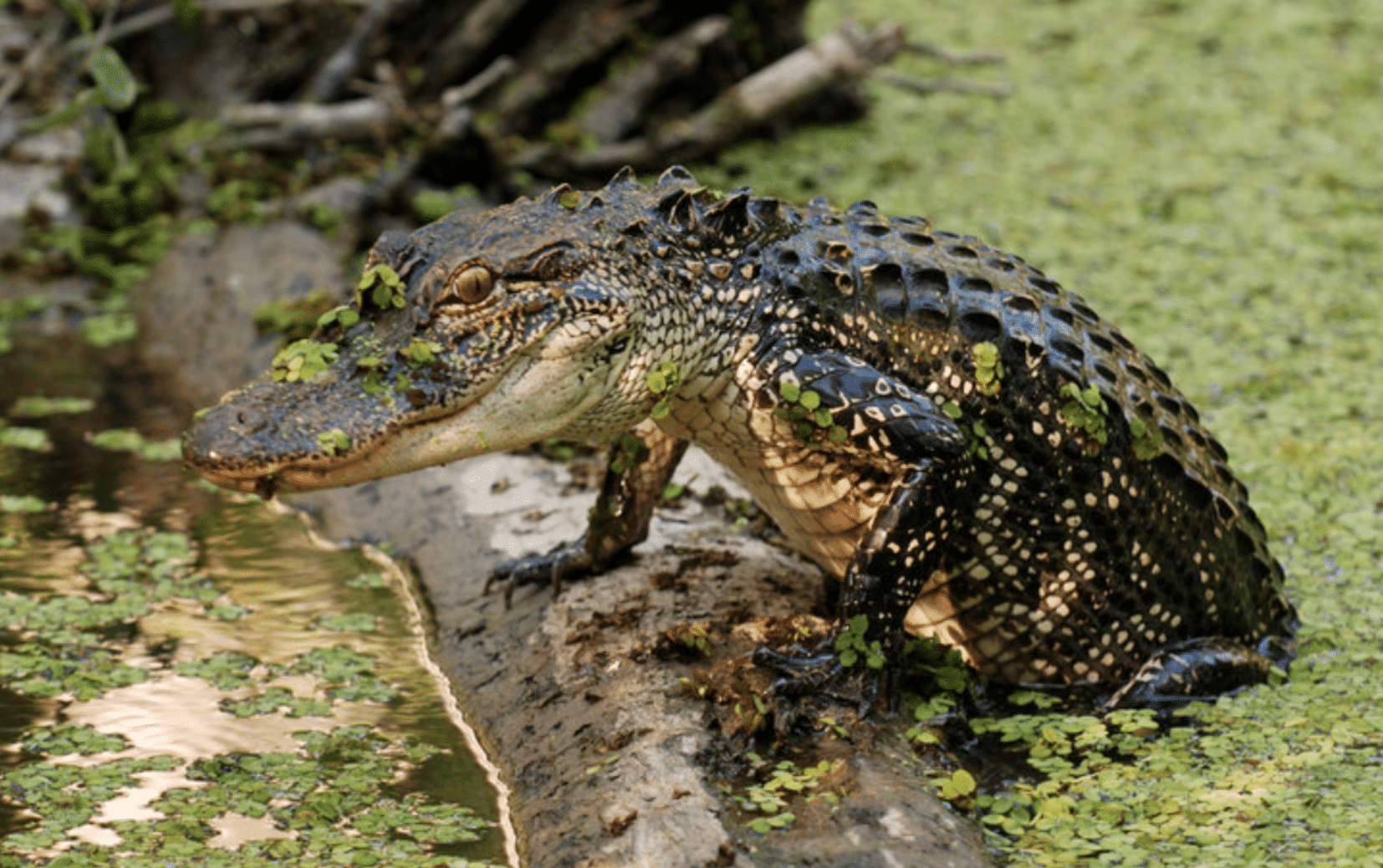 Detail Images Of Crocodiles Nomer 32