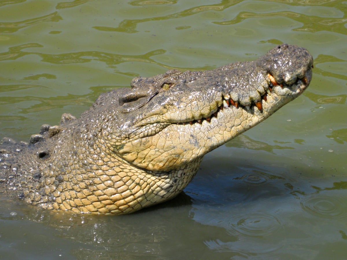 Detail Images Of Crocodiles Nomer 10