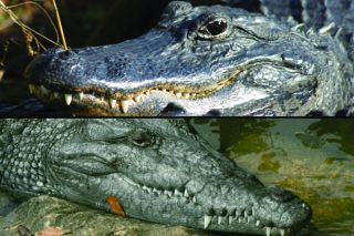 Detail Images Of Crocodiles And Alligators Nomer 2