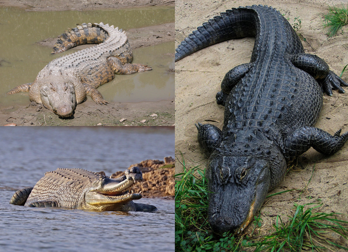 Detail Images Of Crocodiles And Alligators Nomer 11