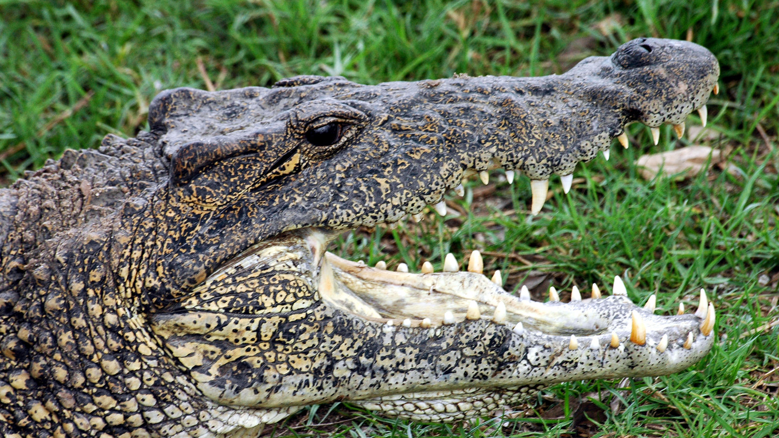 Detail Images Of Crocodiles And Alligators Nomer 12