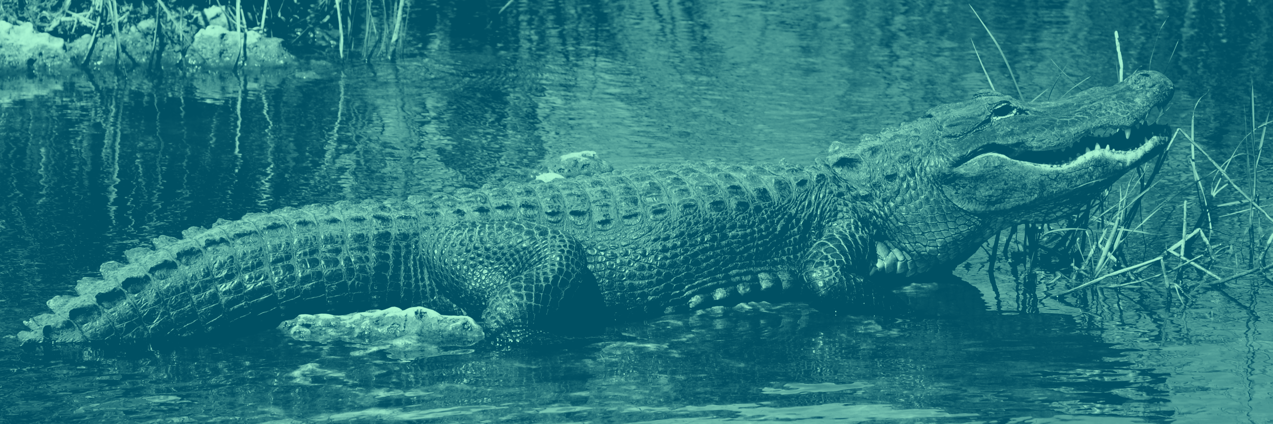 Detail Images Of Crocodiles And Alligators Nomer 13