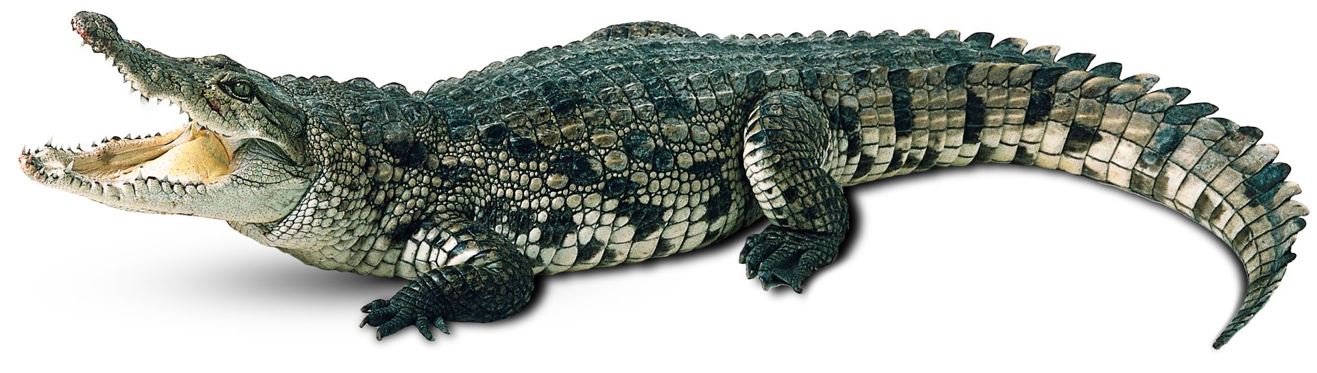 Detail Images Of Crocodiles And Alligators Nomer 14