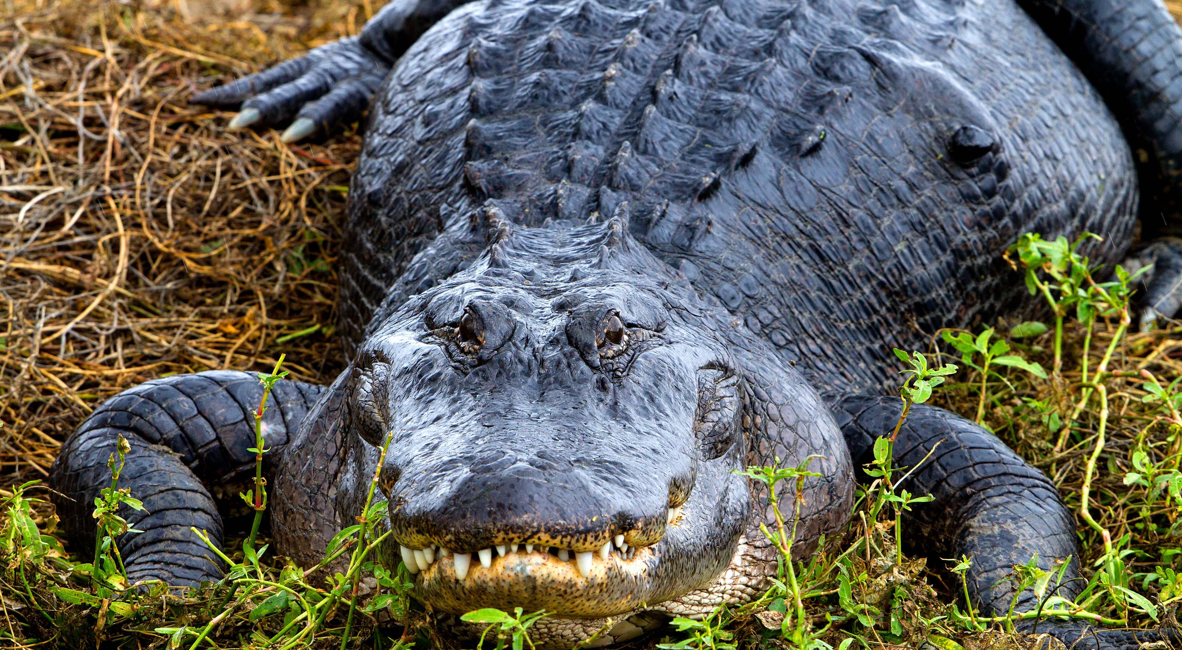 Detail Images Of Crocodiles And Alligators Nomer 15