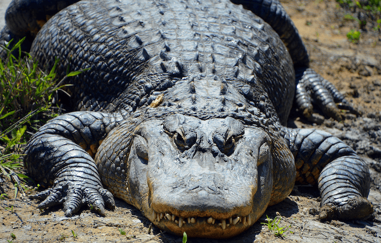 Detail Images Of Crocodiles And Alligators Nomer 16