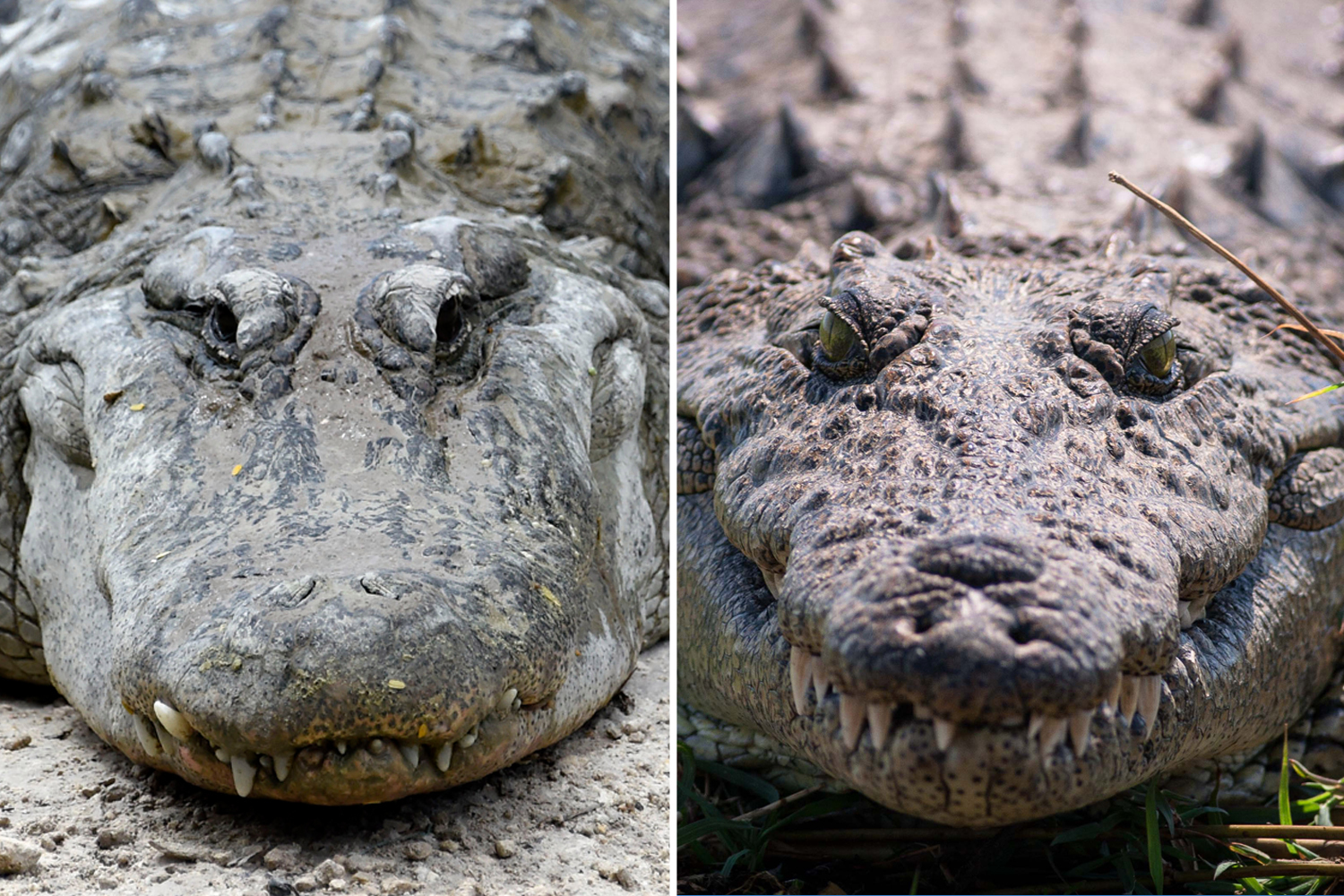 Detail Images Of Crocodiles And Alligators Nomer 17