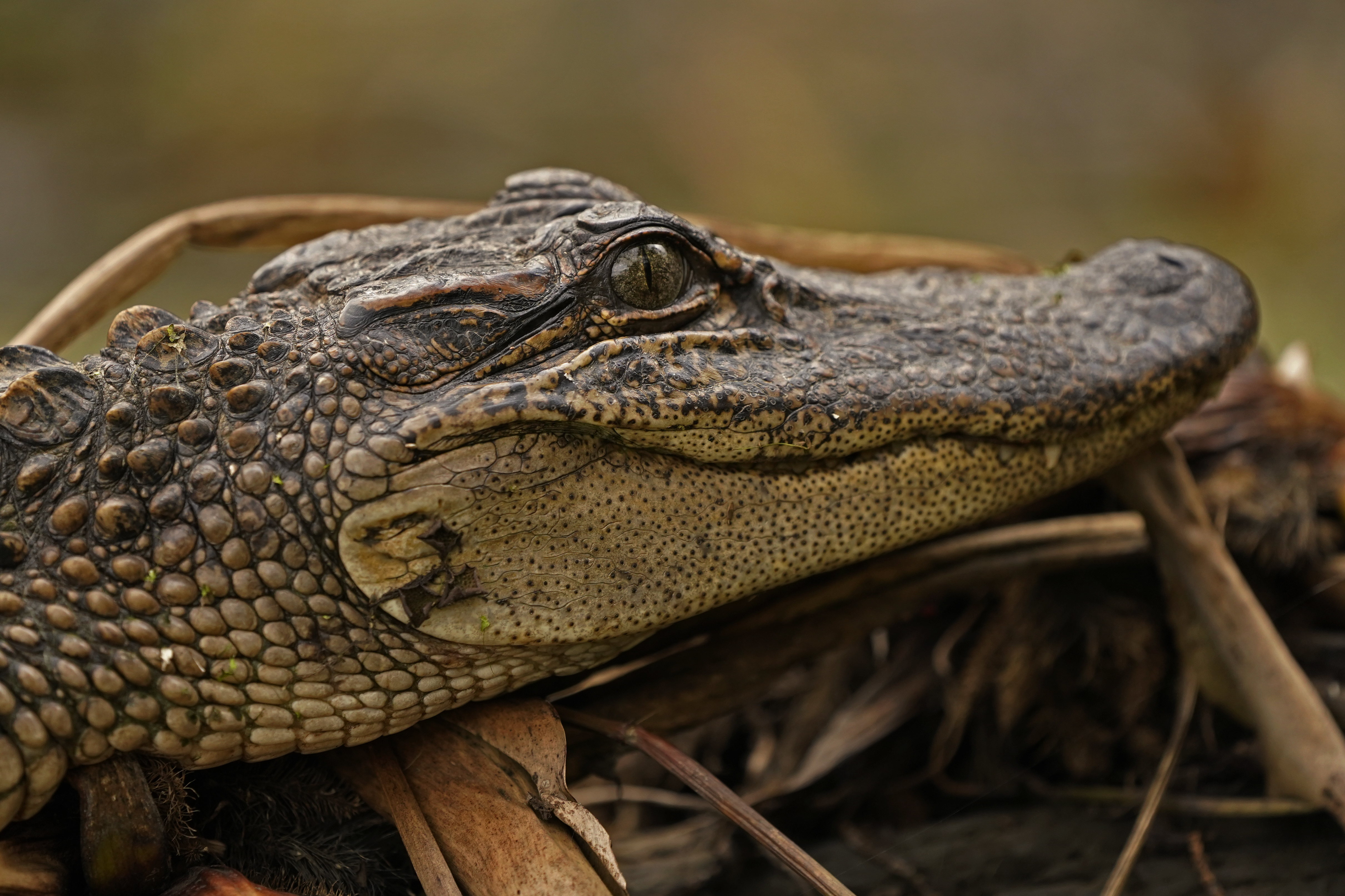 Detail Images Of Crocodiles And Alligators Nomer 19