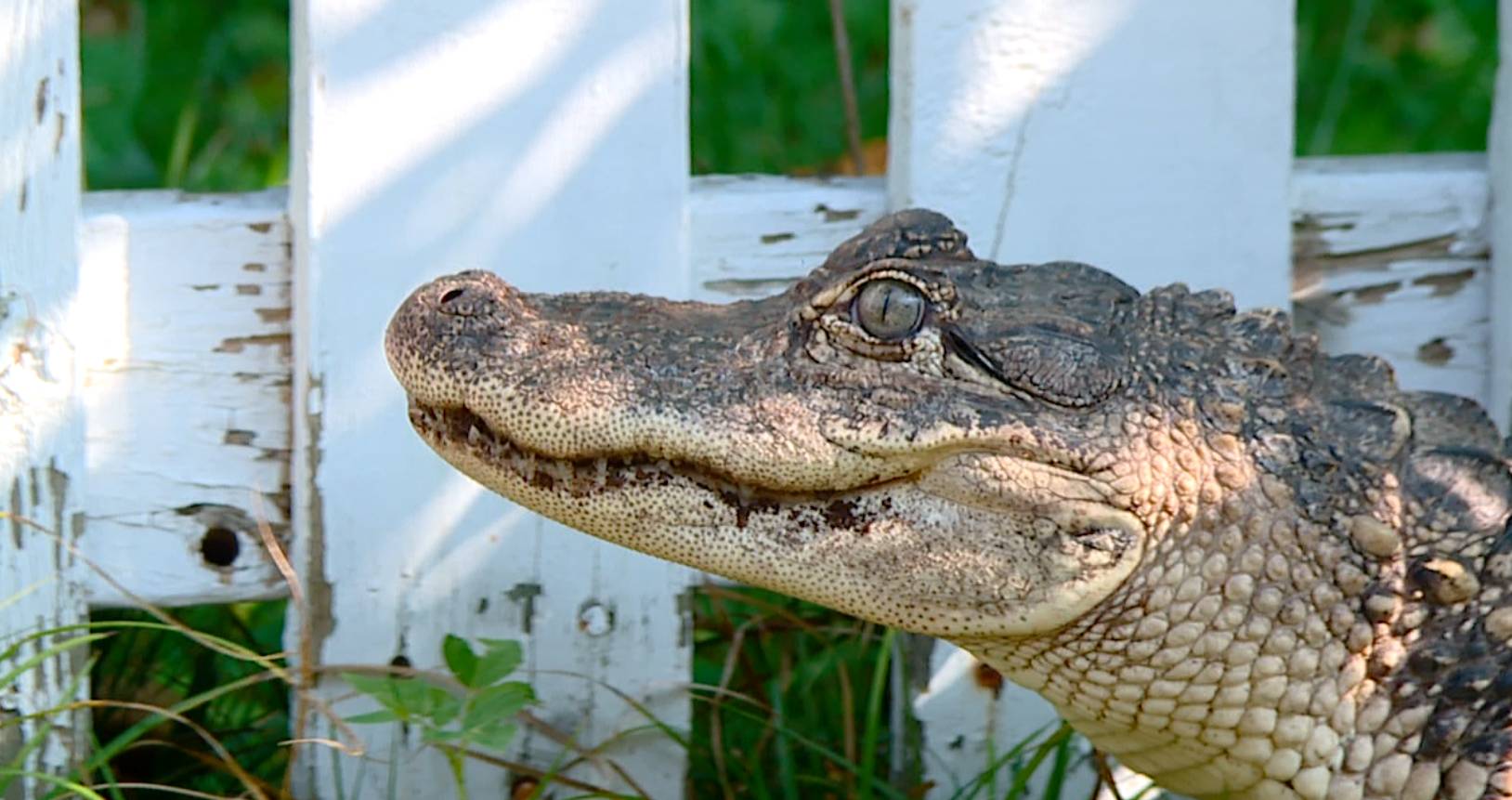 Detail Images Of Crocodiles And Alligators Nomer 21