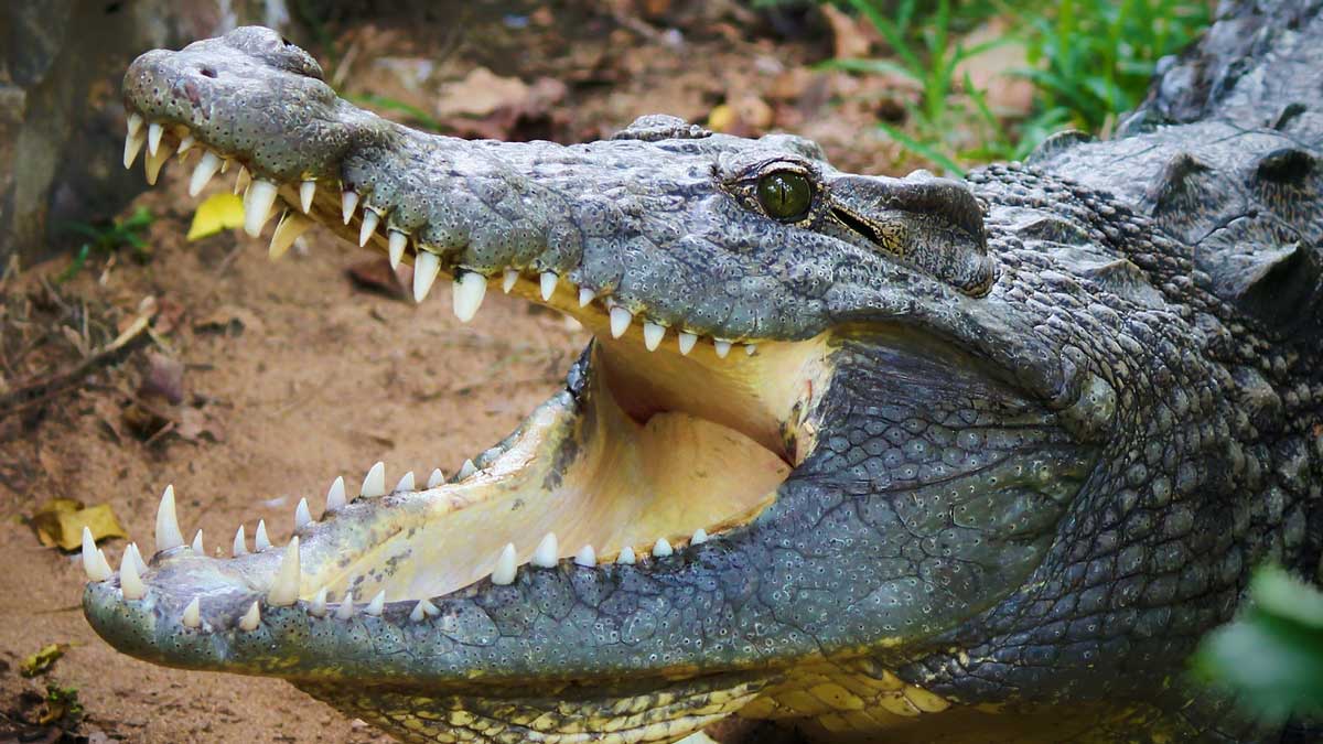 Detail Images Of Crocodiles And Alligators Nomer 22