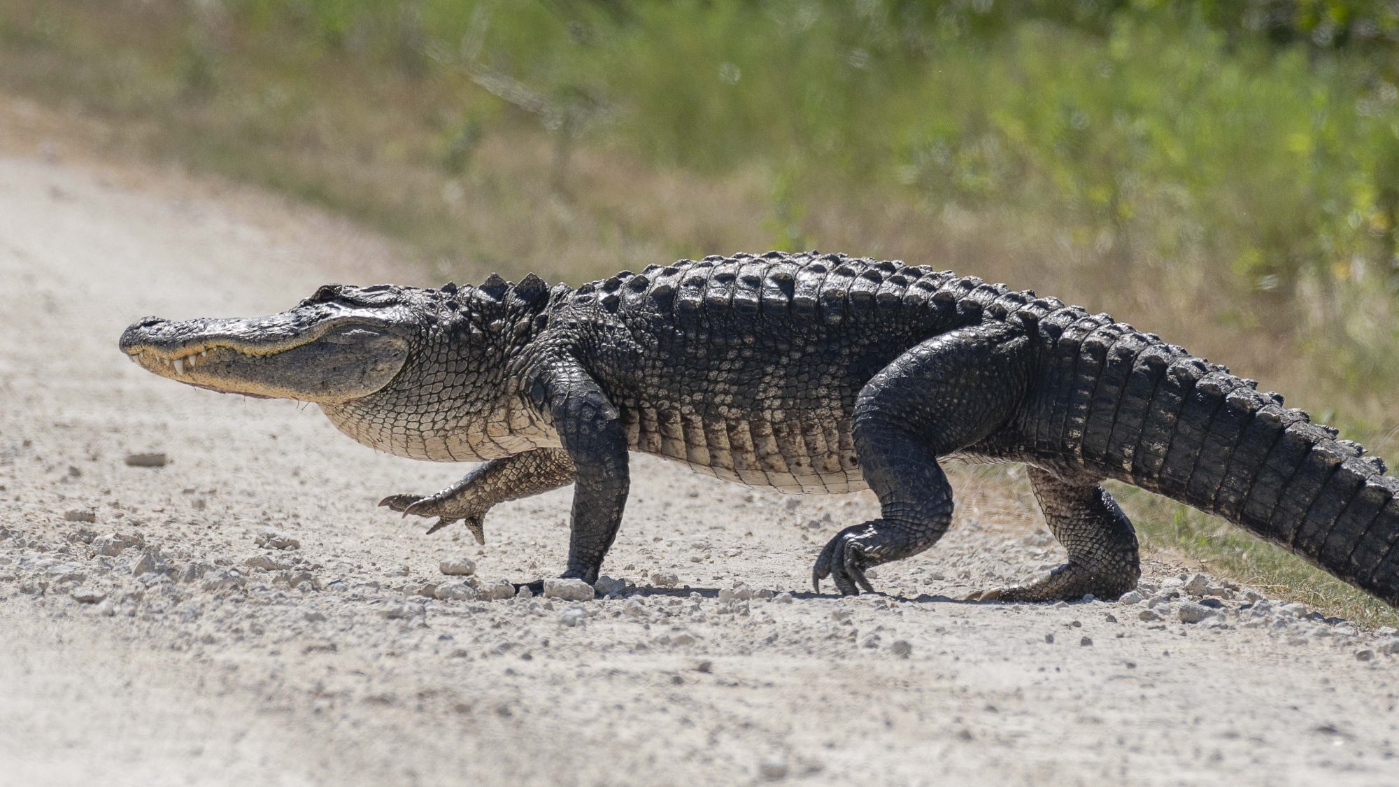 Detail Images Of Crocodiles And Alligators Nomer 25