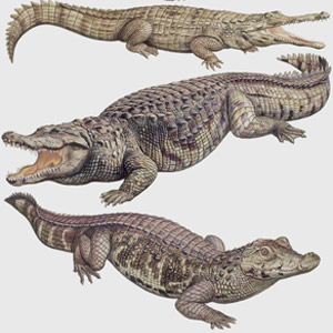 Detail Images Of Crocodiles And Alligators Nomer 26