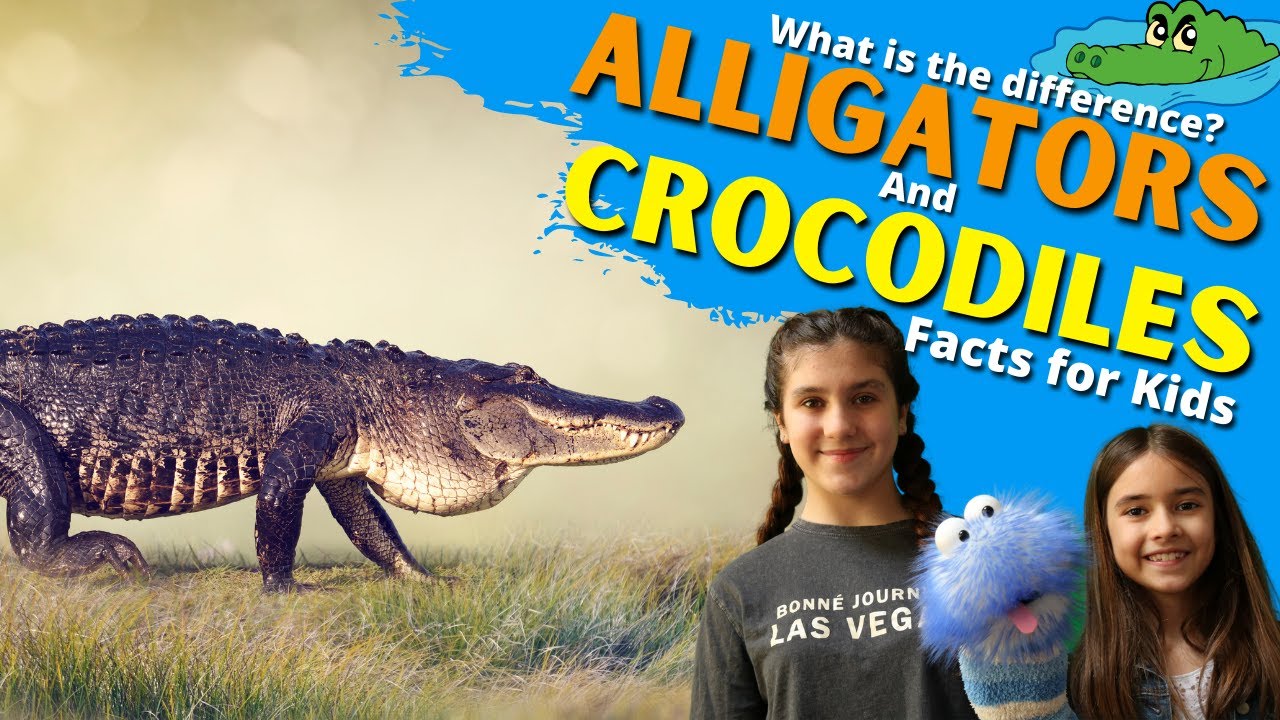 Detail Images Of Crocodiles And Alligators Nomer 27