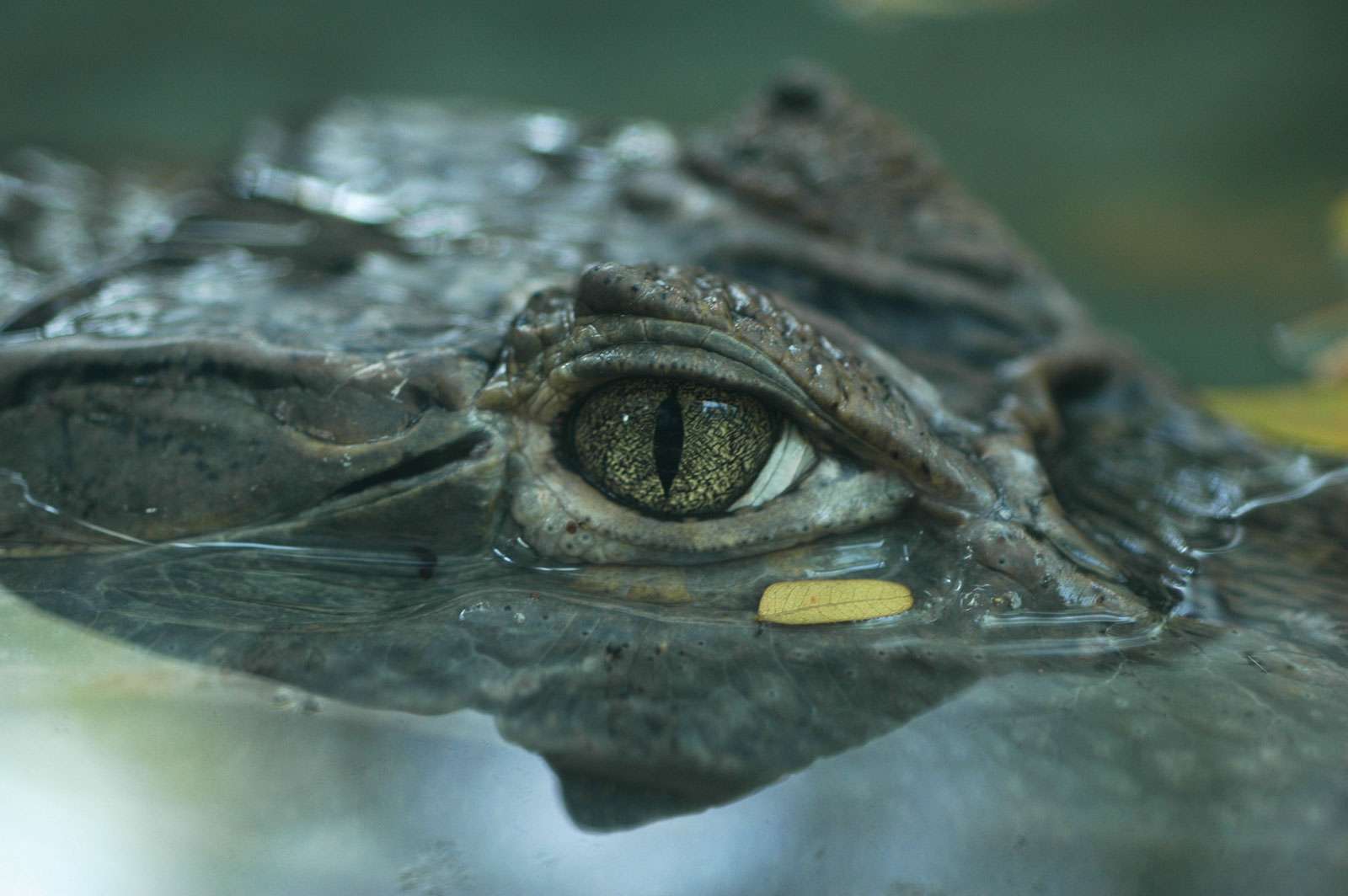Detail Images Of Crocodiles And Alligators Nomer 28