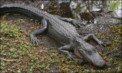 Detail Images Of Crocodiles And Alligators Nomer 29