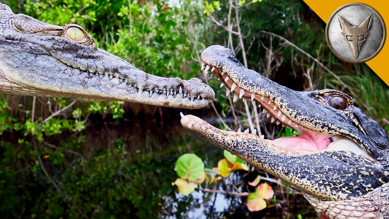Detail Images Of Crocodiles And Alligators Nomer 4