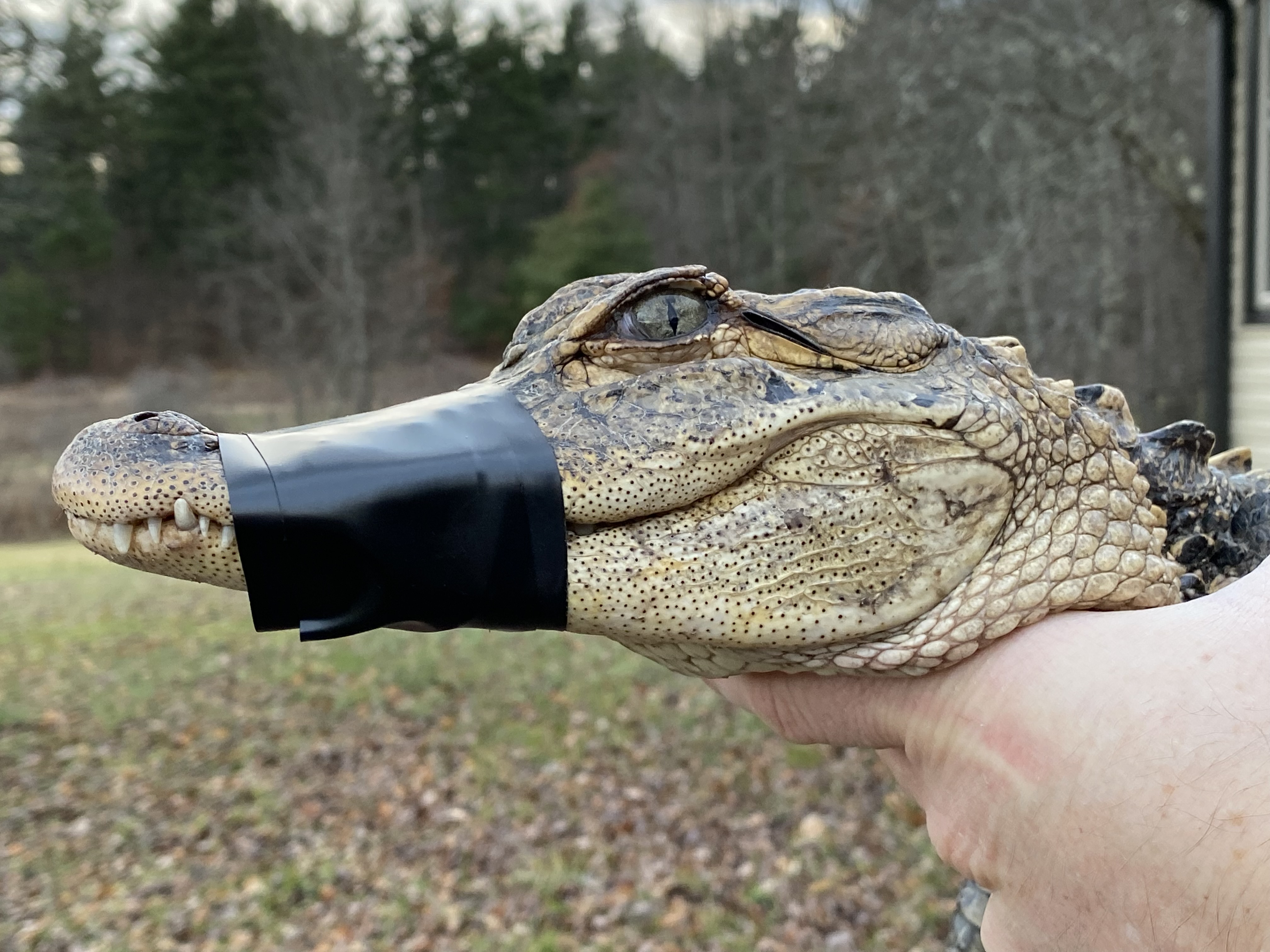 Detail Images Of Crocodiles And Alligators Nomer 31