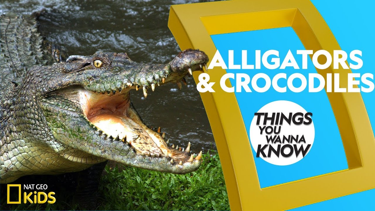 Detail Images Of Crocodiles And Alligators Nomer 32