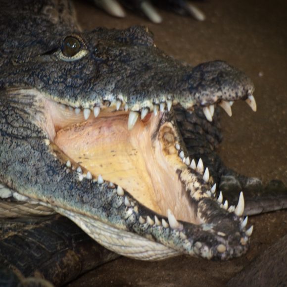 Detail Images Of Crocodiles And Alligators Nomer 36
