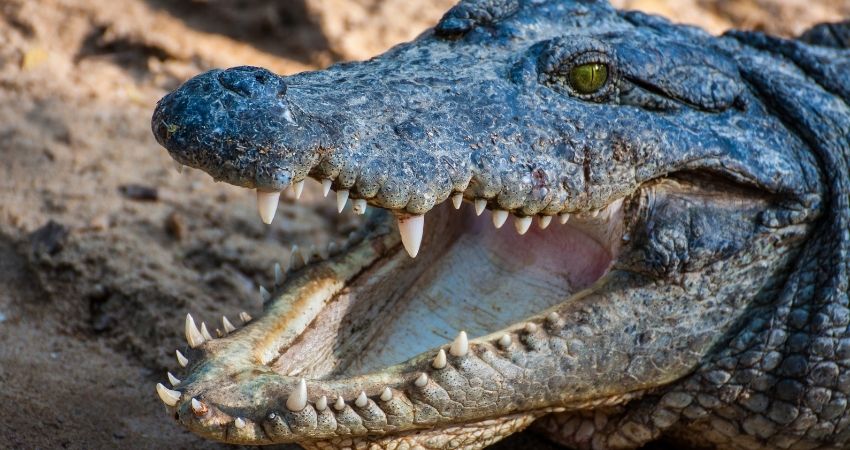 Detail Images Of Crocodiles And Alligators Nomer 38