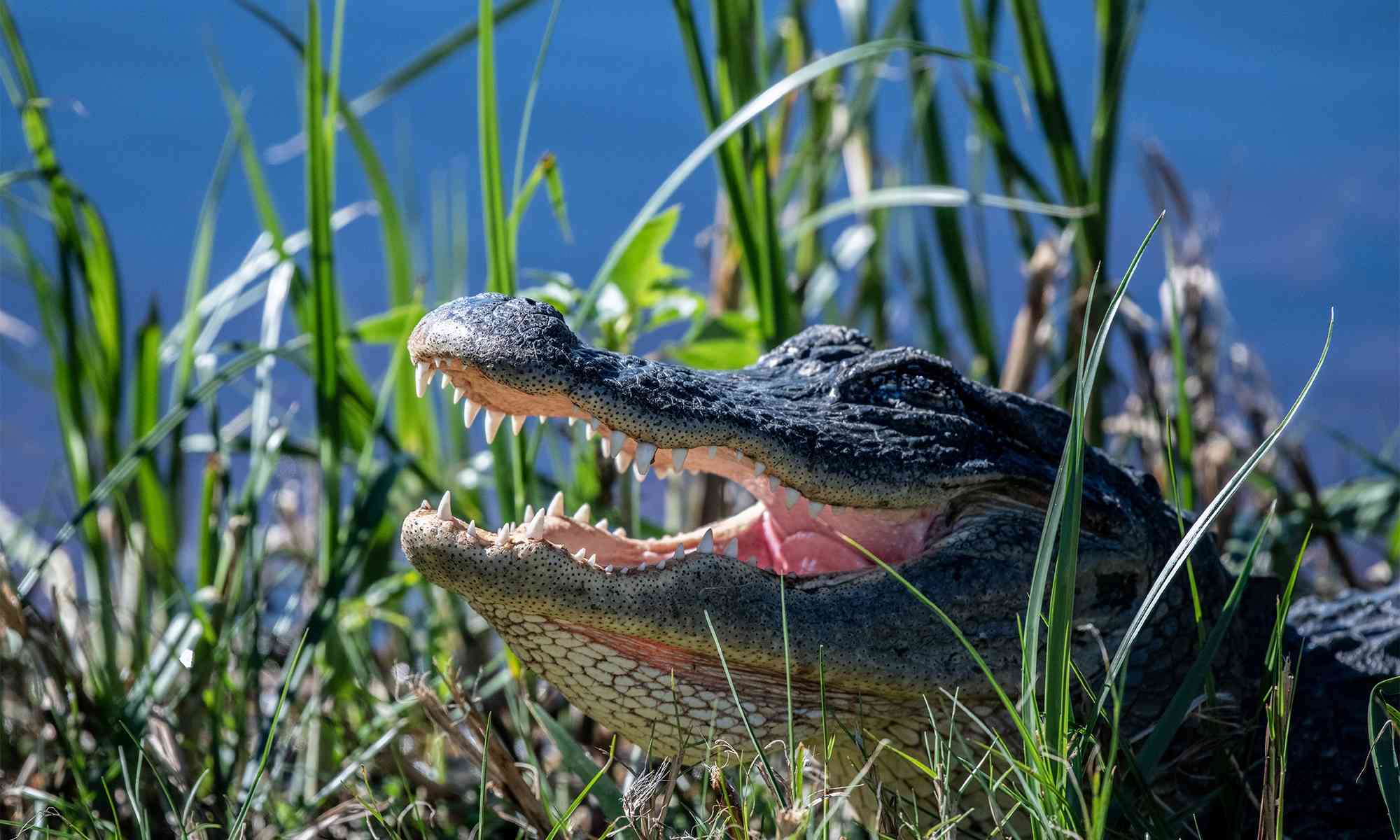 Detail Images Of Crocodiles And Alligators Nomer 39
