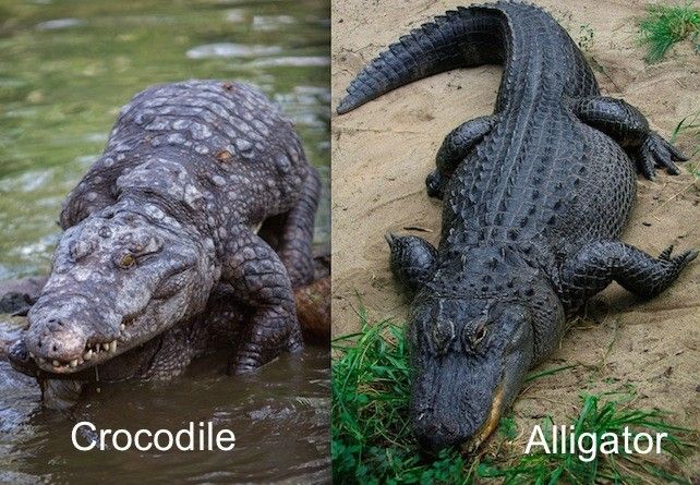 Detail Images Of Crocodiles And Alligators Nomer 40