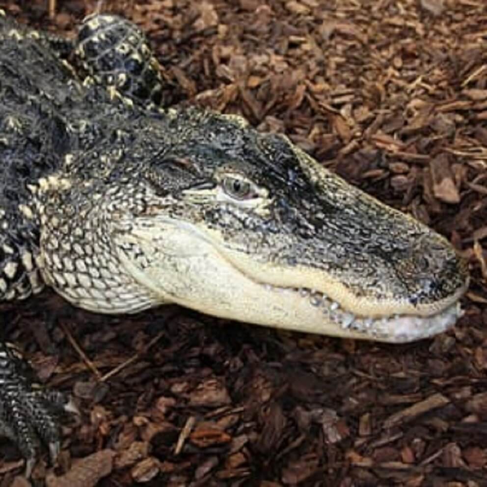 Detail Images Of Crocodiles And Alligators Nomer 41