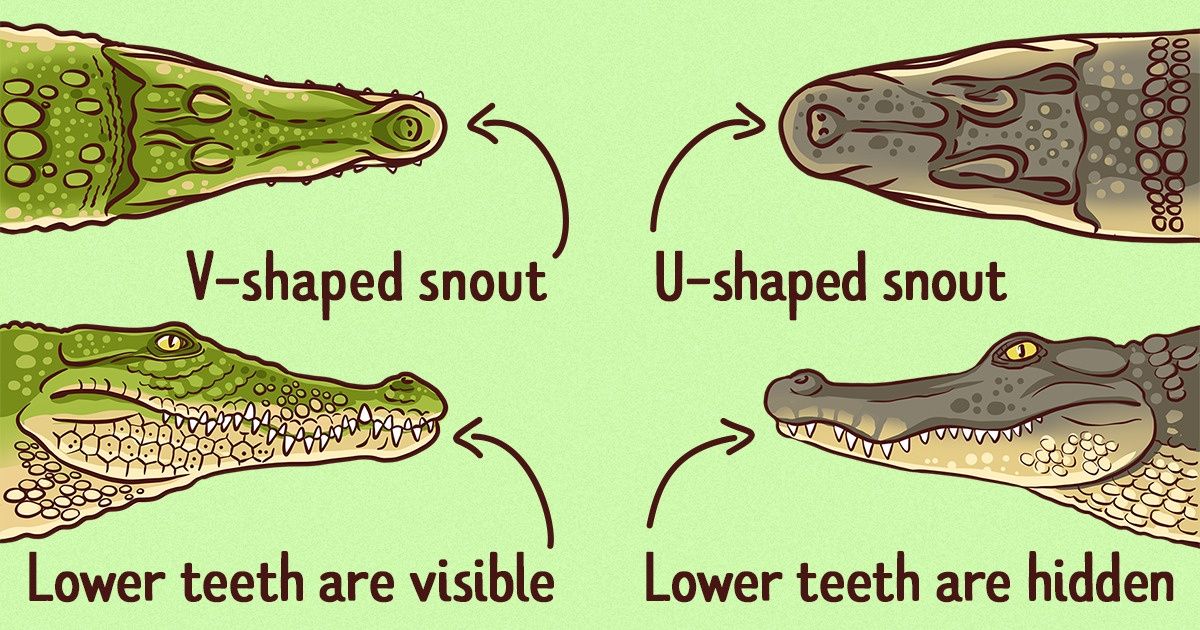 Detail Images Of Crocodiles And Alligators Nomer 42