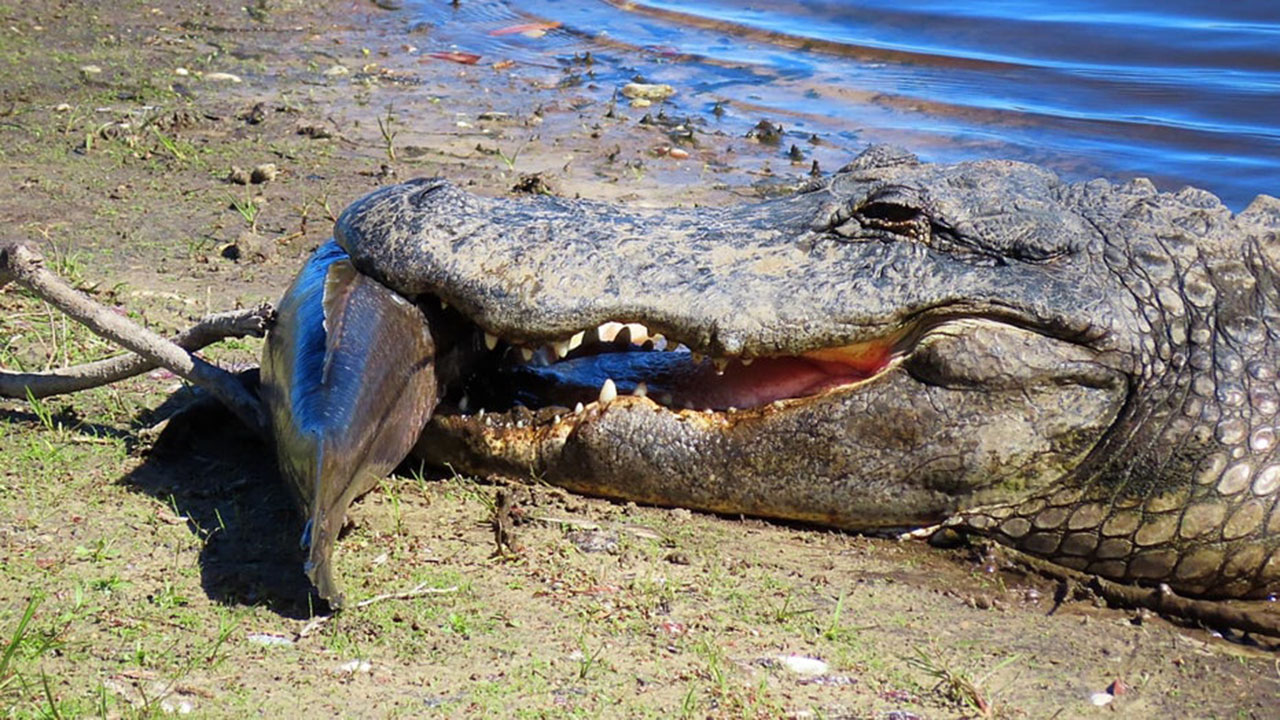Detail Images Of Crocodiles And Alligators Nomer 43