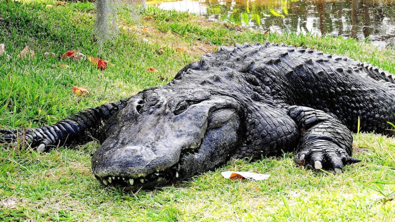 Detail Images Of Crocodiles And Alligators Nomer 44
