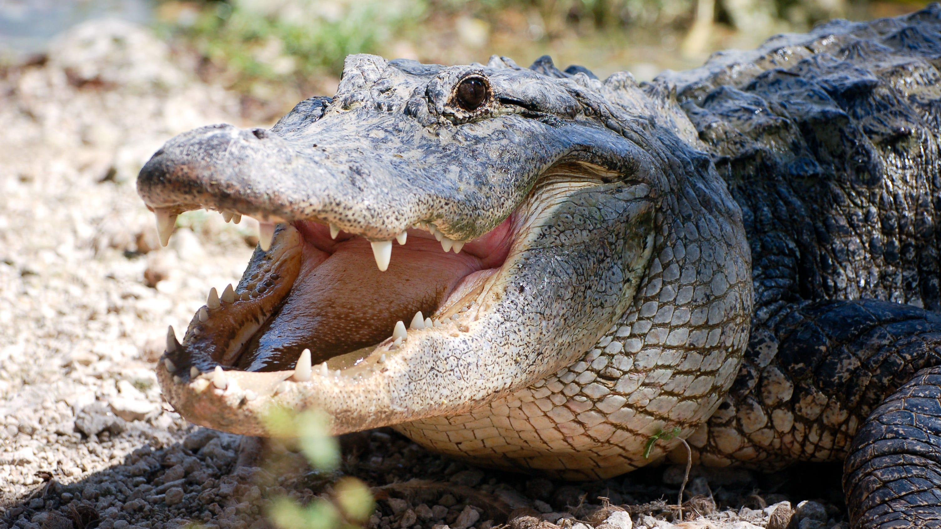 Detail Images Of Crocodiles And Alligators Nomer 45