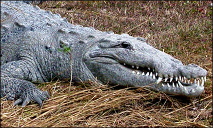 Detail Images Of Crocodiles And Alligators Nomer 47