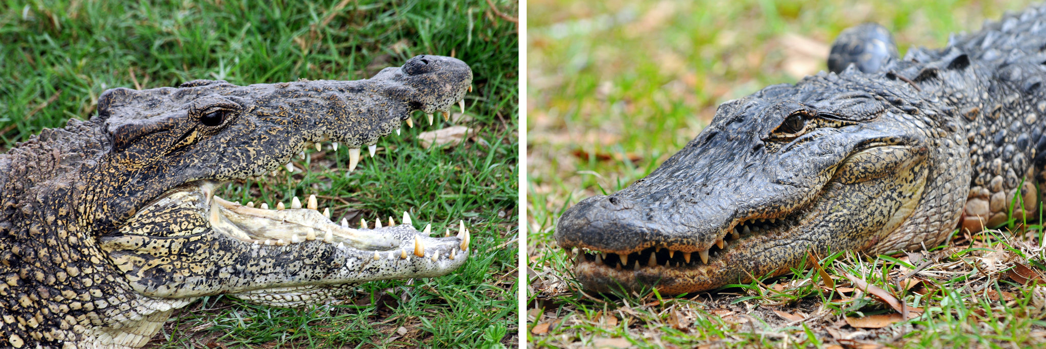 Detail Images Of Crocodiles And Alligators Nomer 6