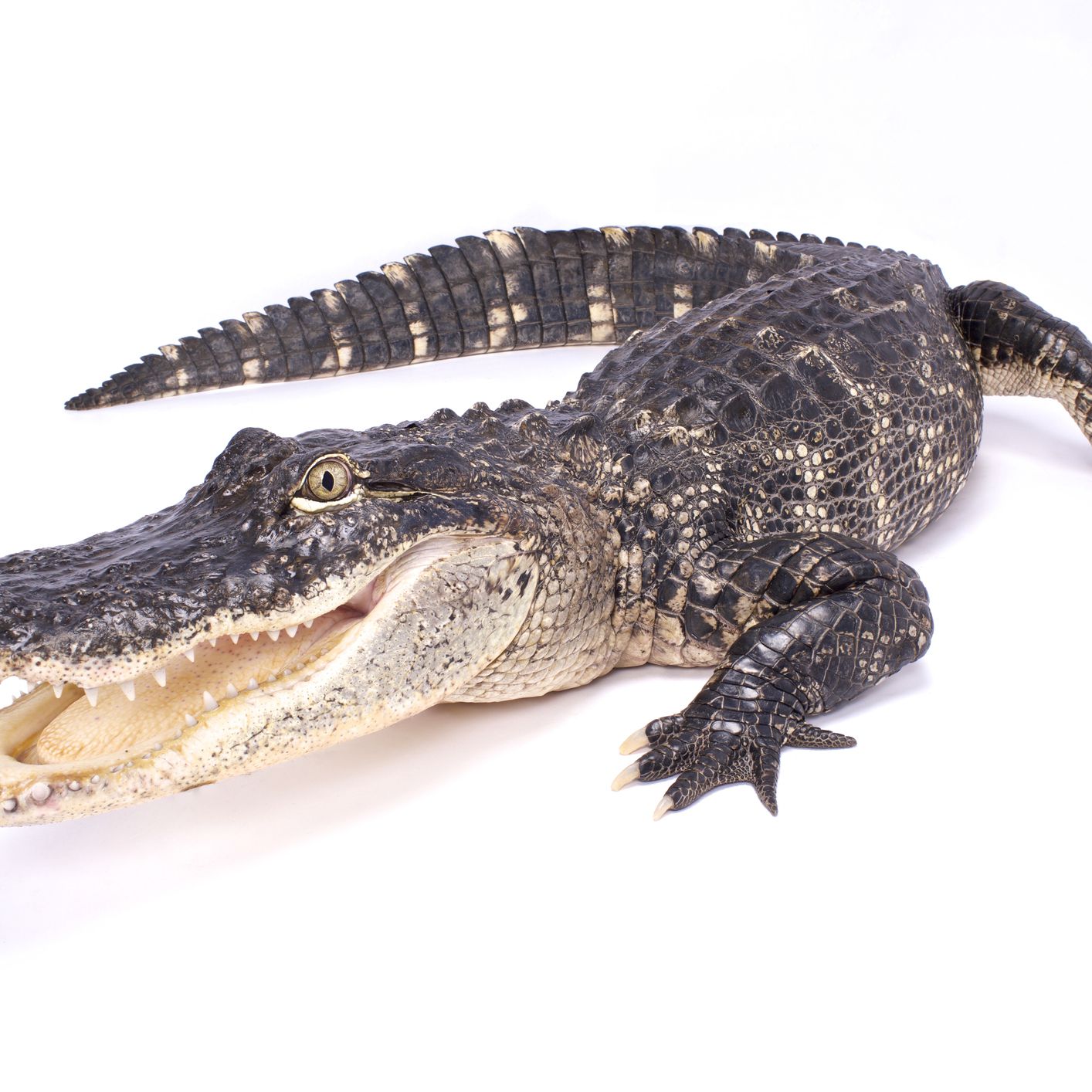 Detail Images Of Crocodiles And Alligators Nomer 49