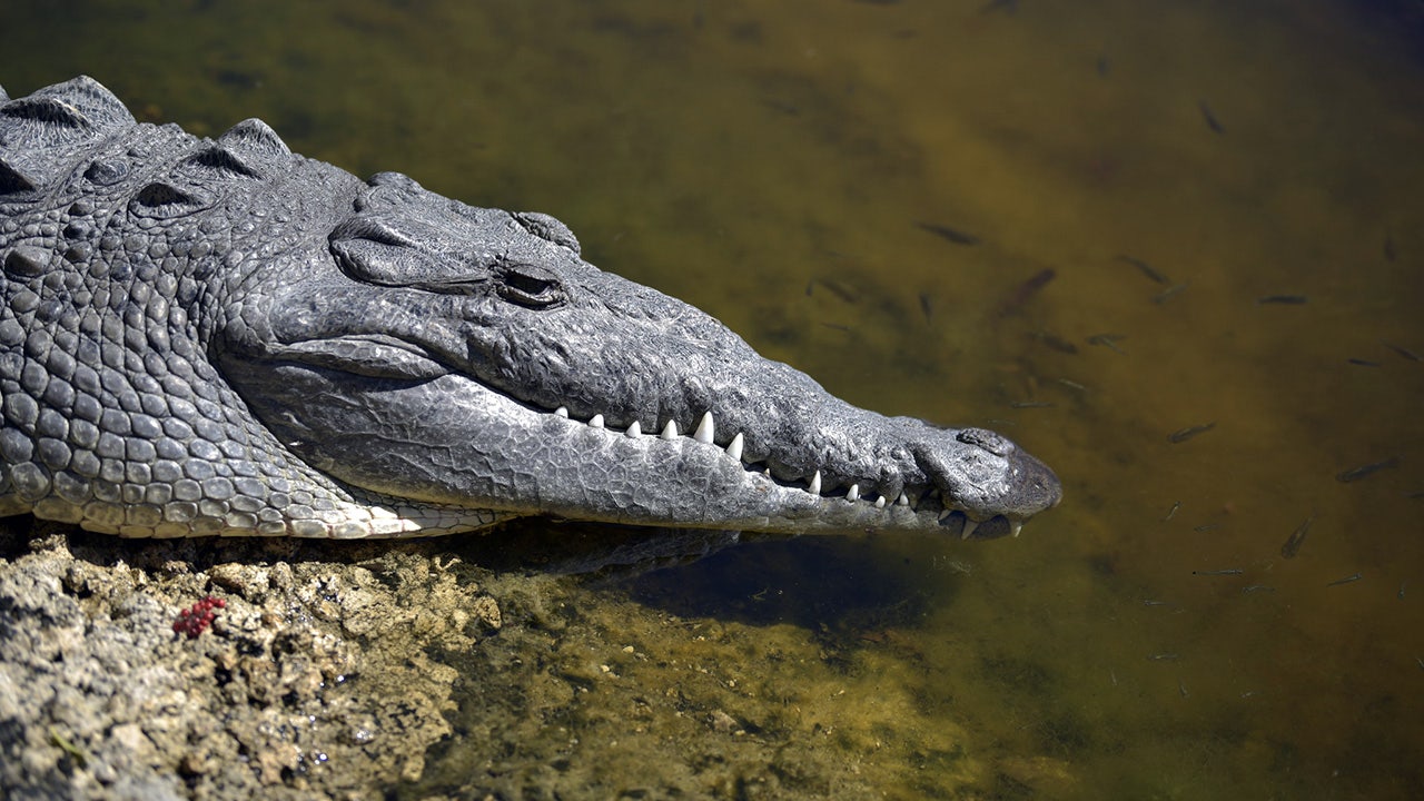 Detail Images Of Crocodiles And Alligators Nomer 50