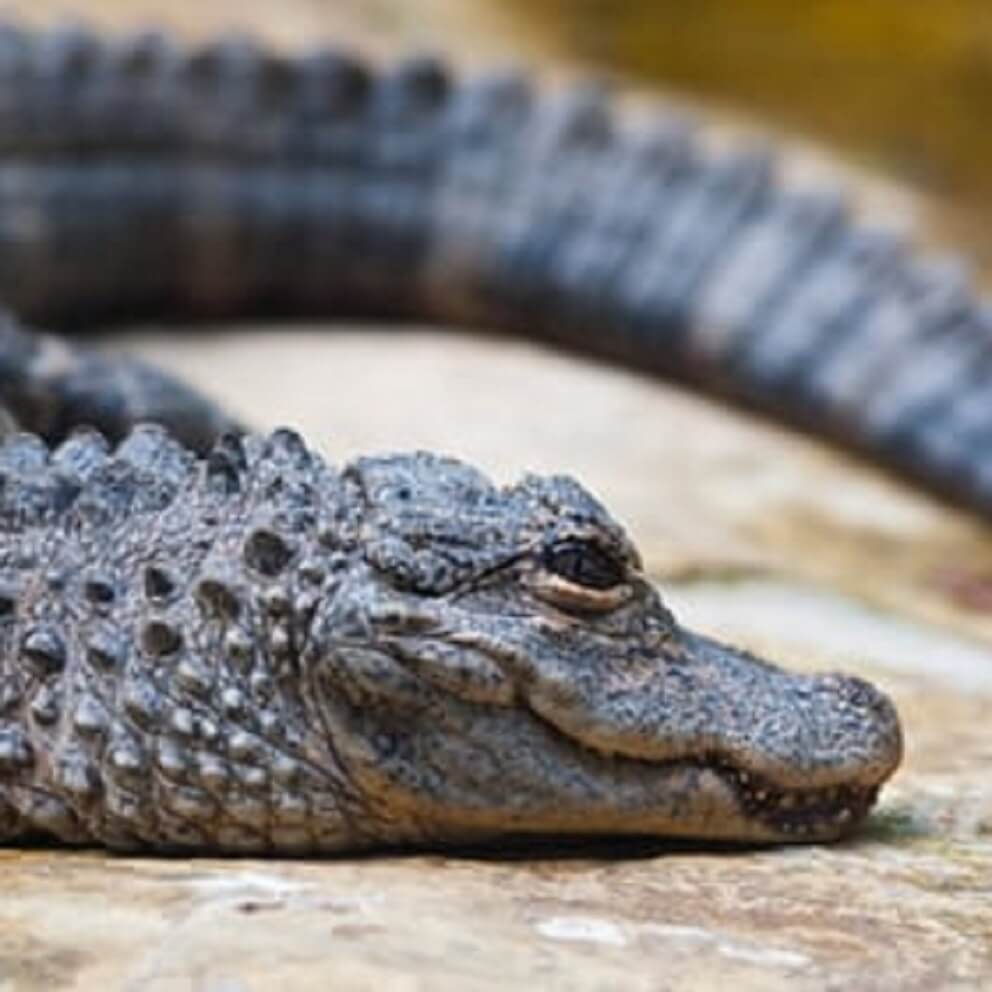 Detail Images Of Crocodiles And Alligators Nomer 51